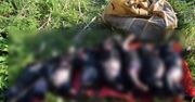 Utopił osiem żywych szczeniąt. "Tak się robi na wsiach"
