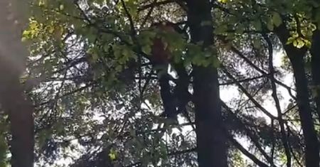 Paralotniarz zawisł 20 metrów nad ziemią. Mężczyzna był w szoku