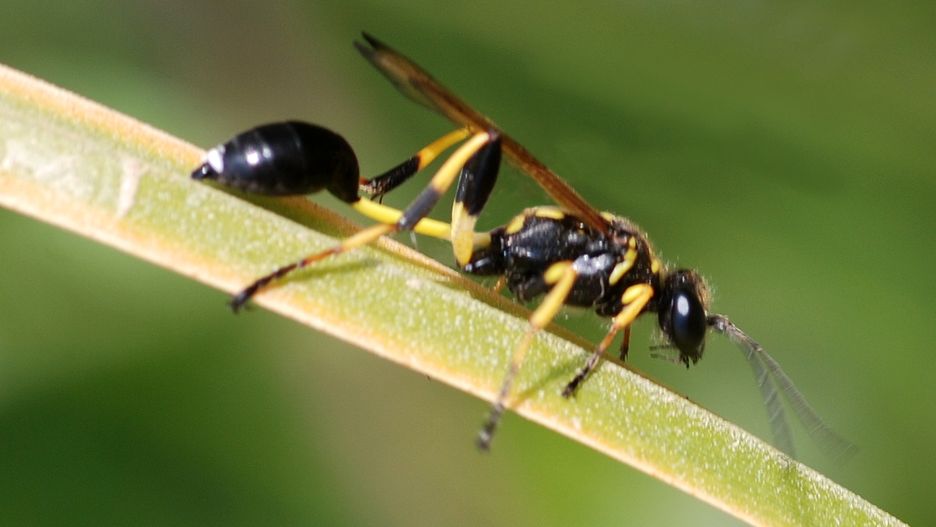 Gliniarz naścienny to smukły owad o czarnym tułowiu i charakterystycznych żółto-czarnych odnóżach