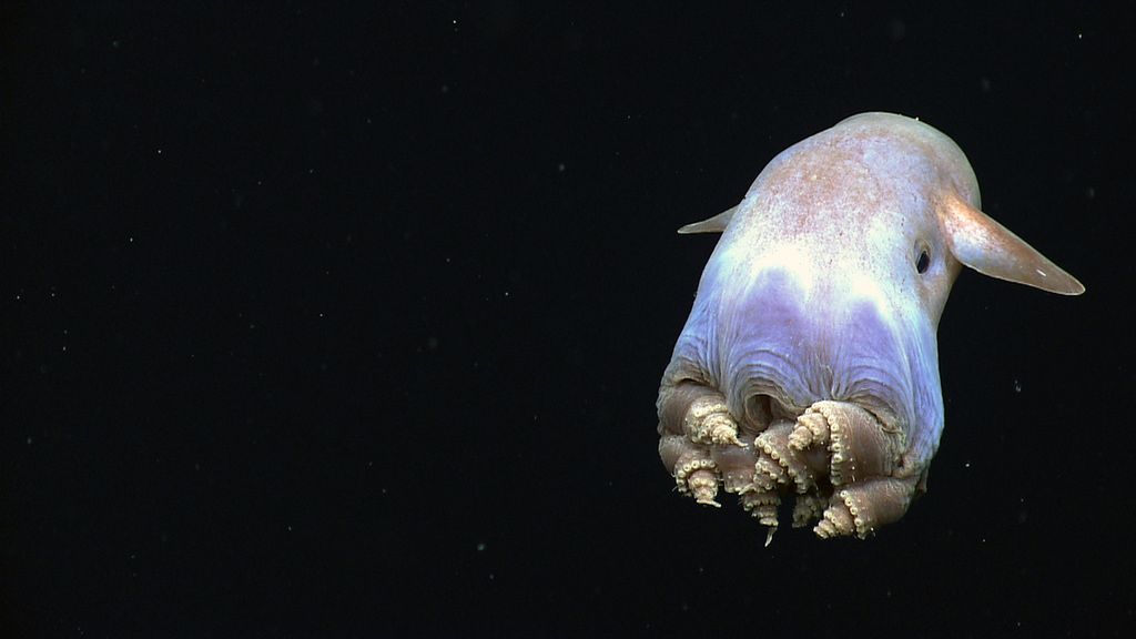 Grimpoteuthis