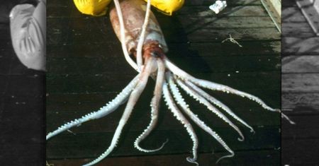 Gigant z oceanicznych głębin na plaży w Oregonie. Zobaczcie, co wyrzuciły fale