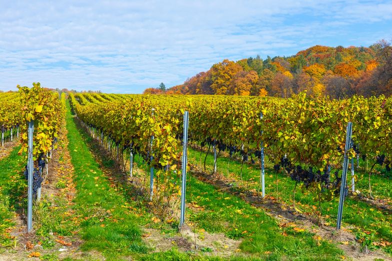 Poza uprawą winnice oferują biesiady, degustacje i zwiedzanie. 