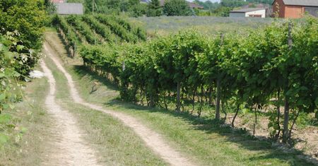 Winnice w Polsce. Wcale nie trzeba wyjeżdżać za granicę