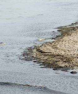 Sinice znów atakują. Właściciele pensjonatów boją się powtórki z zeszłego roku