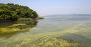 Sinice w jeziorach i na miejskich plażach. W Bałtyku inne zagrożenie [10.08]