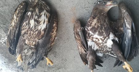Cztery bieliki zabite, dwa ranne. Policja szuka rolnika, który zatruł pole chemią