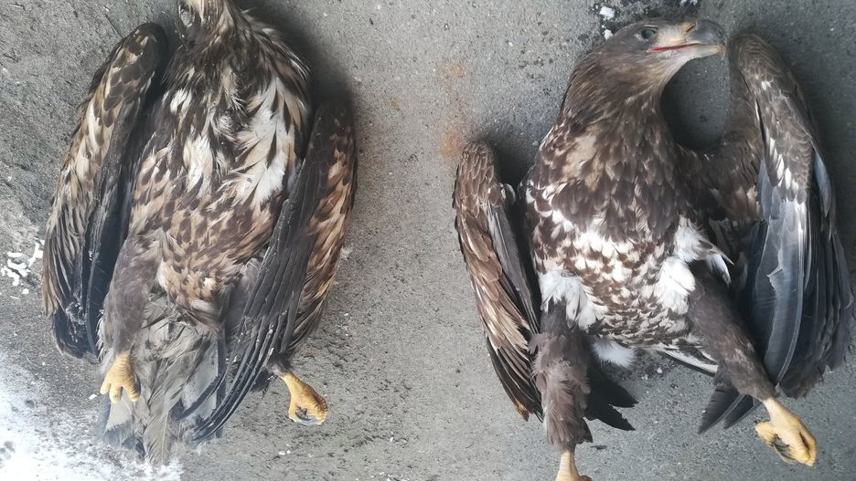 Lesnicy i policja szukają sprawcy, który truje chronione ptaki.