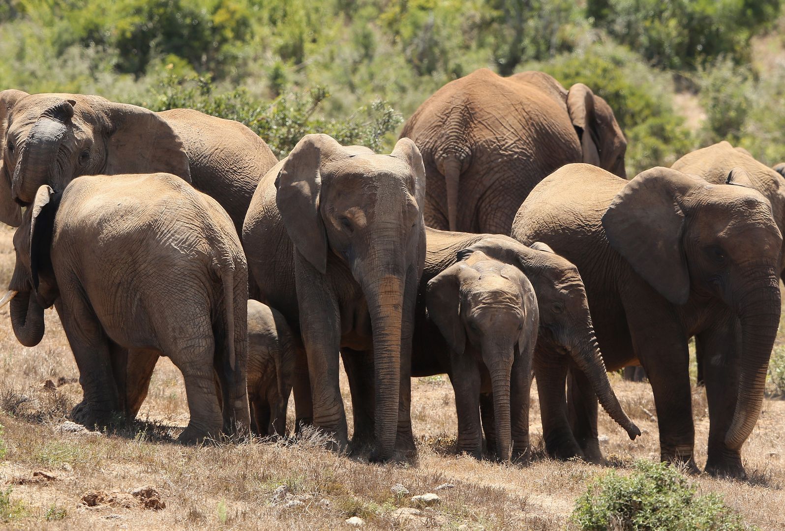 Coraz więcej słoni w Afryce rodzi się bez kłów