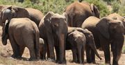 Coraz więcej słoni w Afryce rodzi się bez kłów