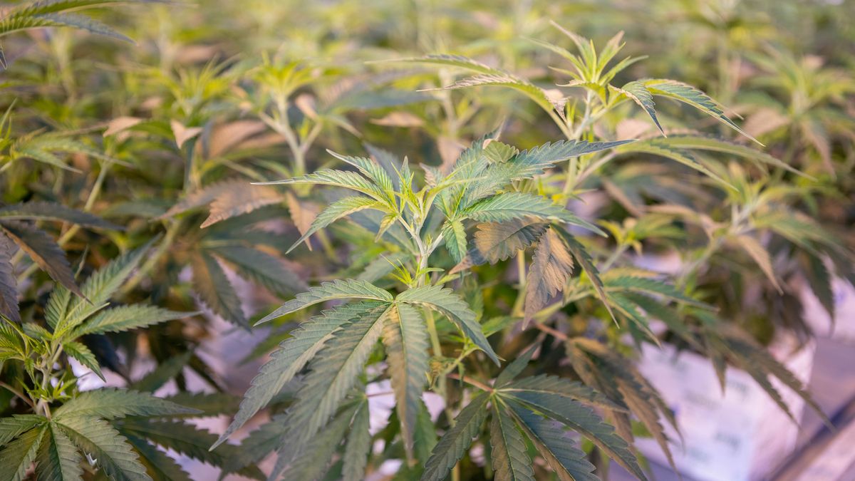 Nowe uprawy w Danii skrócą drogę dostaw leczniczej marihuany do Polski. 