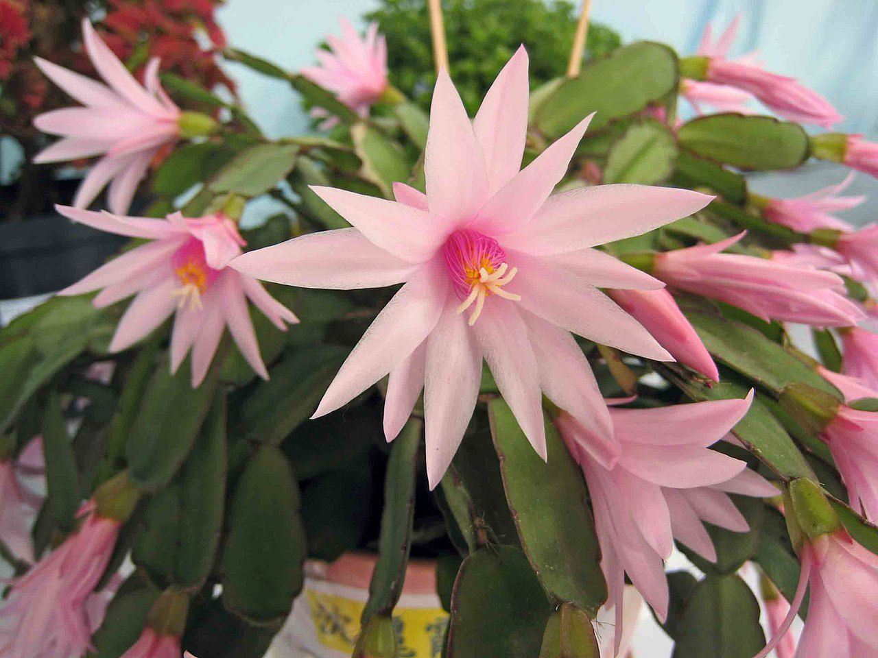 dlaczego kaktus wielkanocny nie kwitnie, fot. wikimediacommons