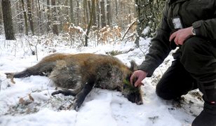 Szalony pomysł ministra środowiska. W styczniu będą trzy ogólnopolskie masakry dzików