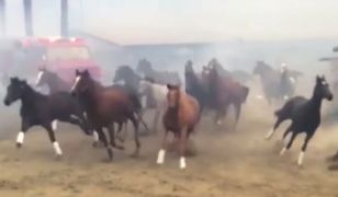 500 koni uciekało przed ogniem. Poruszające wideo