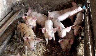 15 tys. euro za kamery w rzeźni. Wegańscy aktywiści pokazali cierpienie świń we Francji