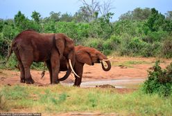Afrykański kraj przywraca polowania na słonie. "Będziemy to kontrolować"