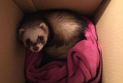 Wysłał zwierzę pocztą. Usłyszy zarzuty