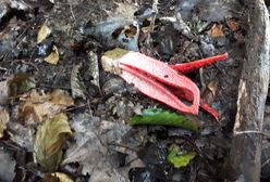 "Palce diabła" na Podkarpaciu. Okratka australijskiego na grzybobraniu znalazł pan Tomasz