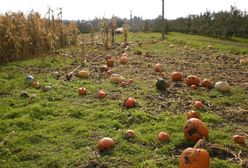 Wielkopolska: złodzieje okradli 12-letniego Wojtka. Chłopiec uprawiał dynie, by zarobić na wycieczkę