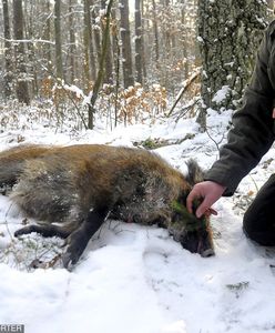 "To będzie masakra". Myśliwy wstrząśnięty planowanym odstrzałem dzików