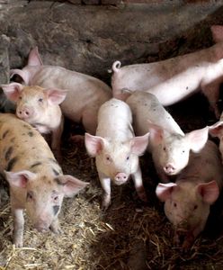 15 tys. euro za kamery w rzeźni. Wegańscy aktywiści pokazali cierpienie świń we Francji