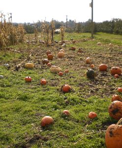 Wielkopolska: złodzieje okradli 12-letniego Wojtka. Chłopiec uprawiał dynie, by zarobić na wycieczkę