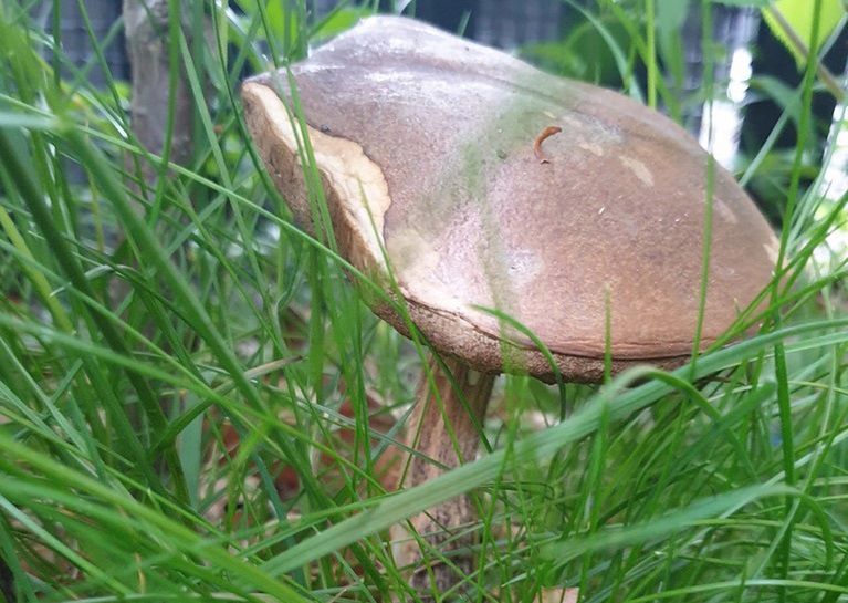 Weekend może być ostatnią okazją na grzybobranie na Mazowszu 