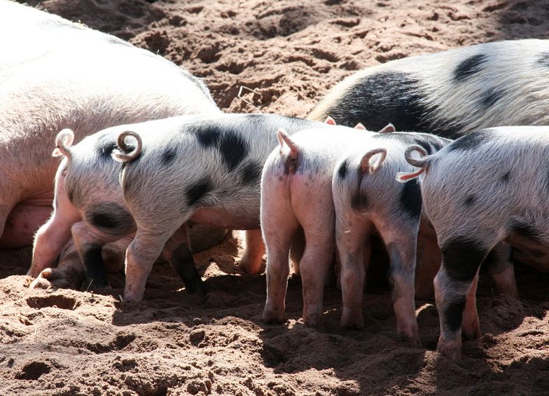 Resort rolnictwa chce przywrócić tradycję świniobicia.