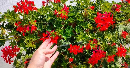 Pelargonie grozy. Specjaliści ostrzegają przed sadzeniem ich na balkonach