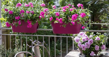 Pelargonia pachnąca - lekarstwo, eliksir, ozdoba