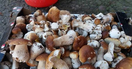 Grzybobranie. Jeśli w Warszawie, to gdzie? Sprawdź, gdzie wybrać się na grzyby na Mazowszu