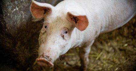 Ceny produktów rolnych. W rok wzrosły średnio o prawie 7 procent