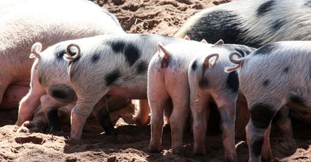 Powrót do świniobicia. "Podnosimy poprzeczkę przetwórniom"