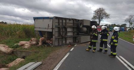 Podkarpackie: świnie wyleciały z naczepy na drogę