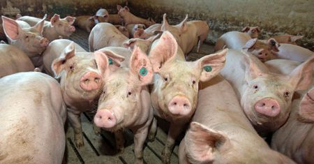 Ceny produktów rolnych. Żywiec wieprzowy w rok zdrożał o 50 procent