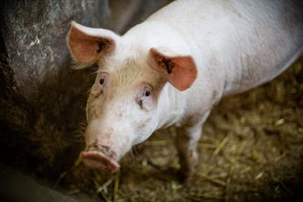 Ceny produktów rolnych. W rok wzrosły średnio o prawie 7 procent