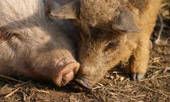 Osiek. Świnie zjadły hodowcę. Zostaną zabite