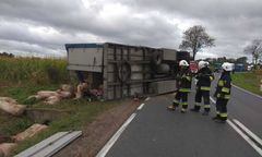 Podkarpackie: świnie wyleciały z naczepy na drogę