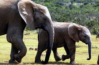 Słonie naśladują dźwięki