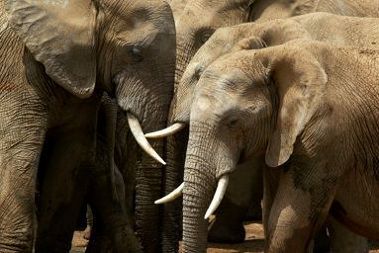 Nielegalna imigrantka stratowana przez słonie