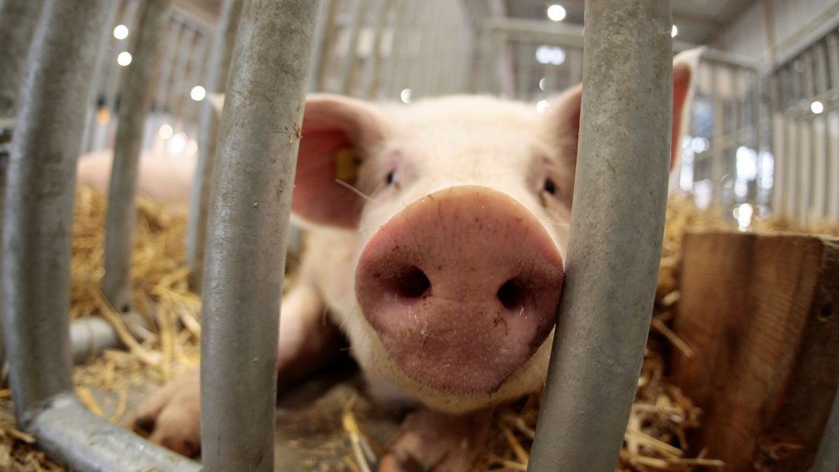 Od wybuchu epidemii na początku miesiąca cena wieprzowiny w sklepach wzrosła o 25 - 30 proc.