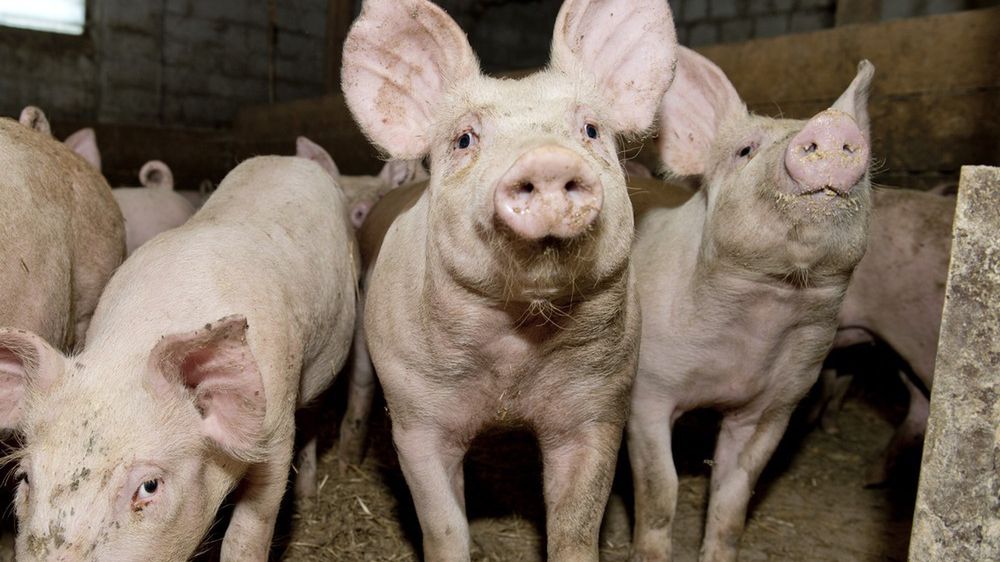 Świnie w Chinach padają na pomór