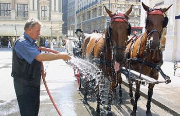 Dorożkarskie konie w pieluszkach