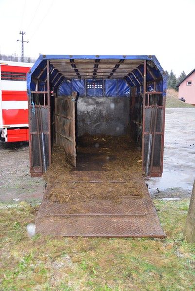 Przewozili konie w strasznych warunkach. Jeden padł z wycieńczenia