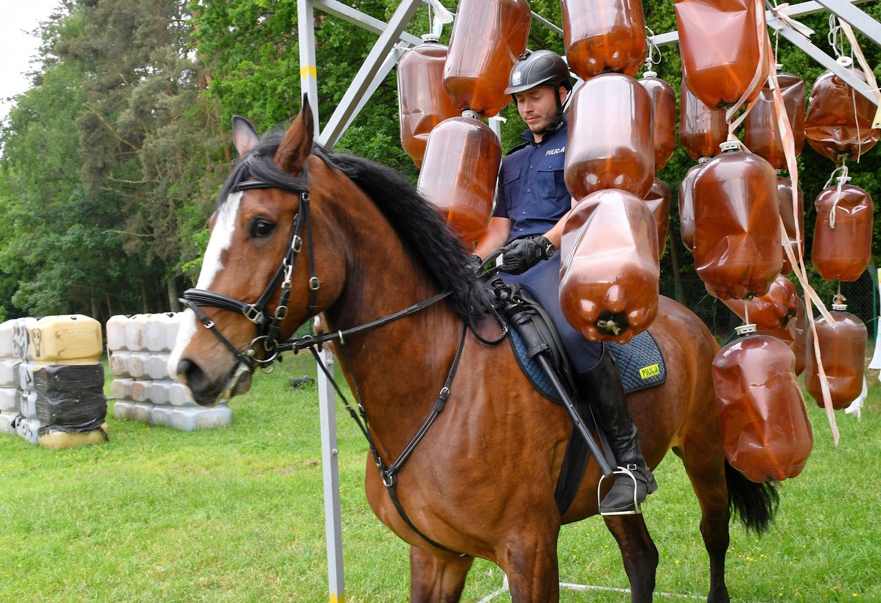 Konie, żółwie i przepychanki. Najlepsze zdjęcia tygodnia