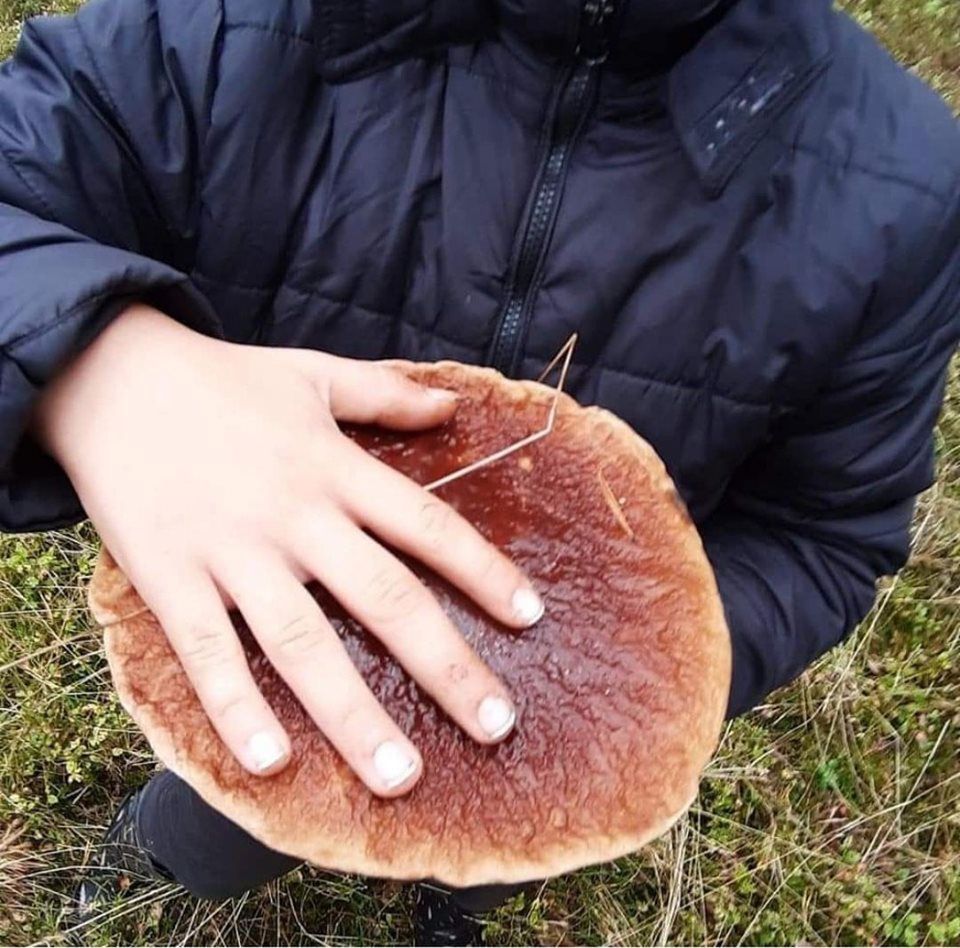 Rekordowe grzybobranie. Gigantyczne grzyby w Waszych zbiorach