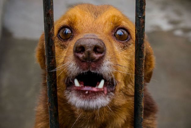 Pies sam w domu niszczy mieszkanie? Sprawdź, co możesz zrobić