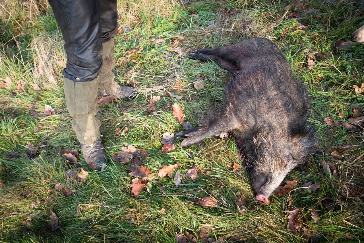 Zbiorowe polowania na dziki