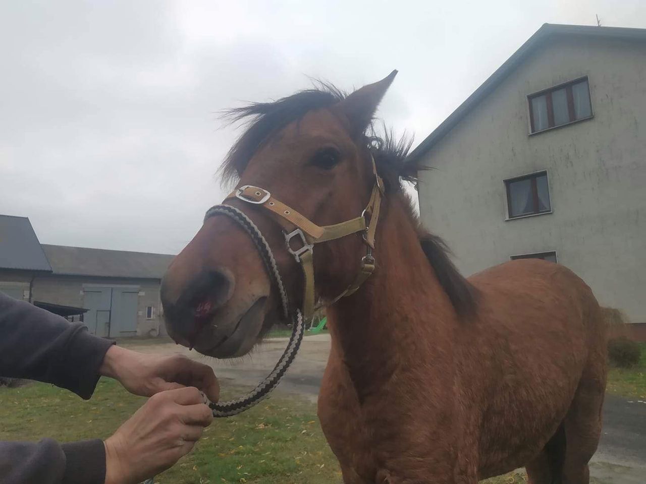 Mazowsze. Konie biegają po drodze ekspresowej S8. Fundacja Pegasus złapała dwa zwierzęta