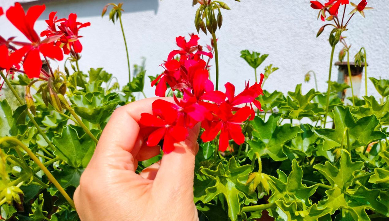 uprawa pelargonii na balkonie fot. genialne.pl