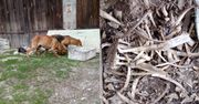 Makabra we wsi Szczodrowo. Sterty kości i wychudzone psy